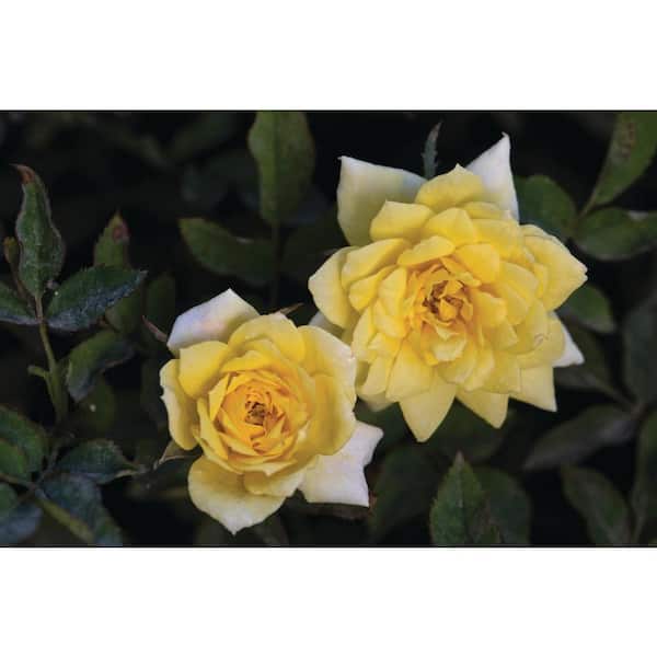Sunblaze Bareroot Sunblaze Golden Mini Rose Bush with Yellow Flowers (2-Pack)
