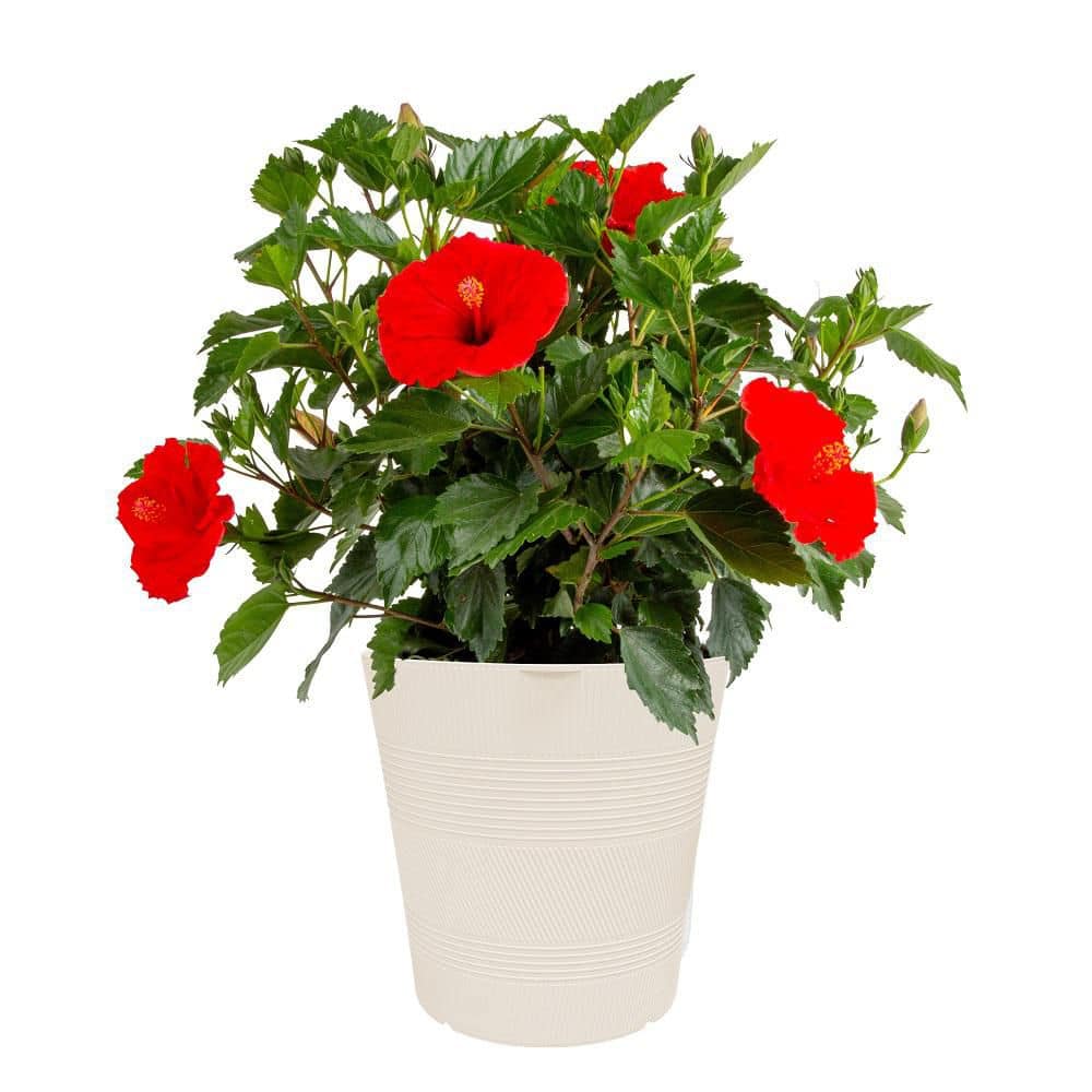 Costa Farms 10 in. Hibiscus Red Shrub in Deco Pot SL00019092 - The