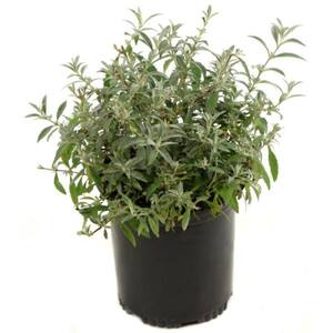 2.5 Qt. Buddleia 3-in-1 Flowering Shrub with Red, White and Purple Flowers
