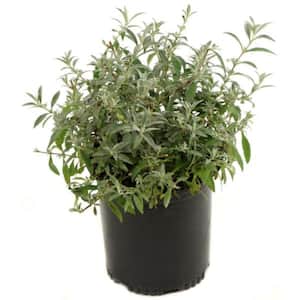 2.5 Qt. Buddleia 3-in-1 Flowering Shrub with Red, White and Purple Flowers