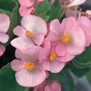 1.38 PT. Green Leaf Begonia Annual Plant with Pink Flowers
