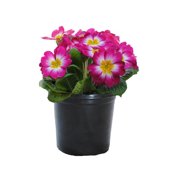 Unbranded 1.0 PT Assorted Spring Flowering Perennial Primula