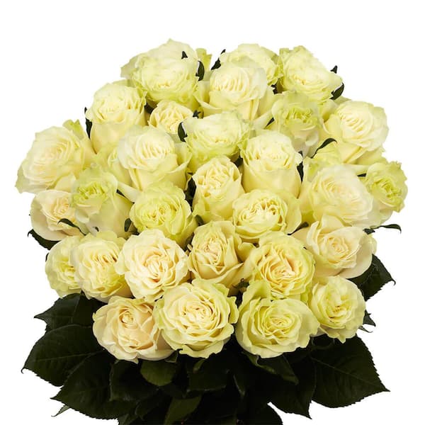 Globalrose 200 Stems of White with Creamy Center Mondial Roses