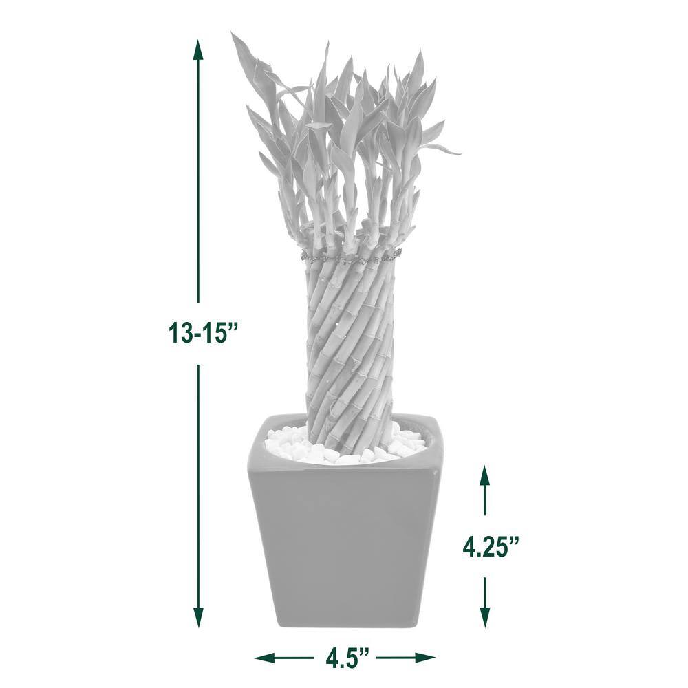 Carolina Tornado Lucky Bamboo in Black Ceramic Planter