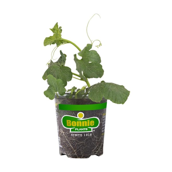 Bonnie Plants 19 oz. Jack-O-Lantern Pumpkin Plant