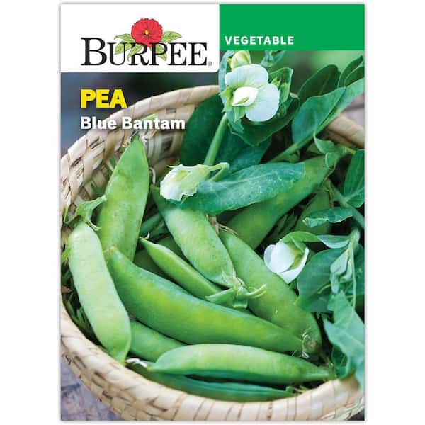 Pea Shelling Blue Bantam Seed