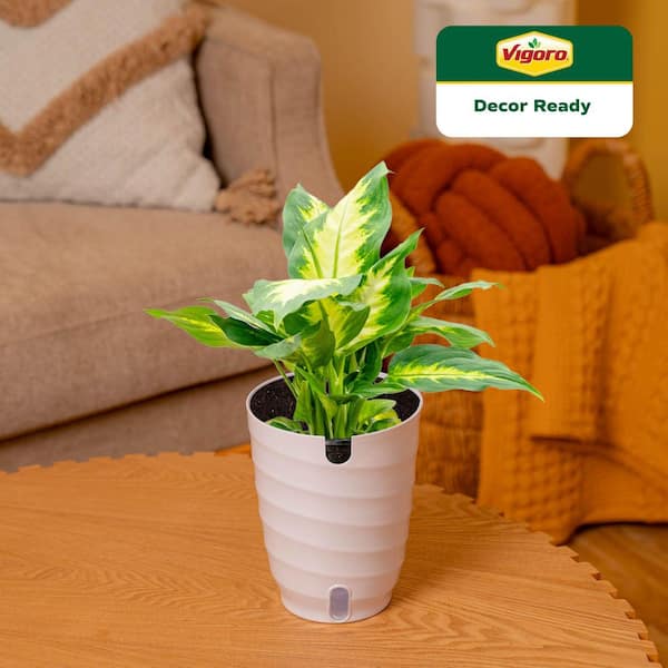 Dieffenbachia Indoor Plant in 6 in. White Decor Planter, Avg. Shipping Height 1-2 ft. Tall