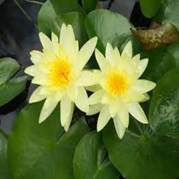 Unbranded Givhandys 4-1/2 in. Potted Charlene Strawn Hardy Water Lily Aquatic Pond Plant