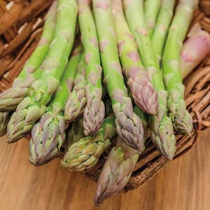 Jersey Knight Hybrid Medium Asparagus Live Bareroot Vegetable Plants (10-Pack)