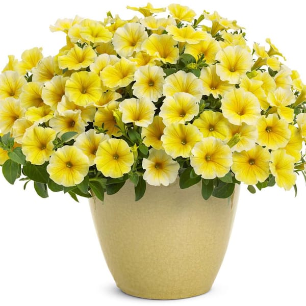 Proven Winners 4.25 in. Eco+ Grande Supertunia Saffron Finch