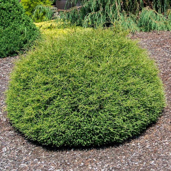 DIRECT GARDENING 1 Gal. Pot, Mister Bowling Ball Arborvitae Bush Potted  Evergreen Shrub (1-Pack) 14224 - The Home Depot