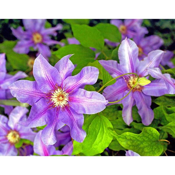 1 Gal. Clematis Plant 19615 - The Home Depot