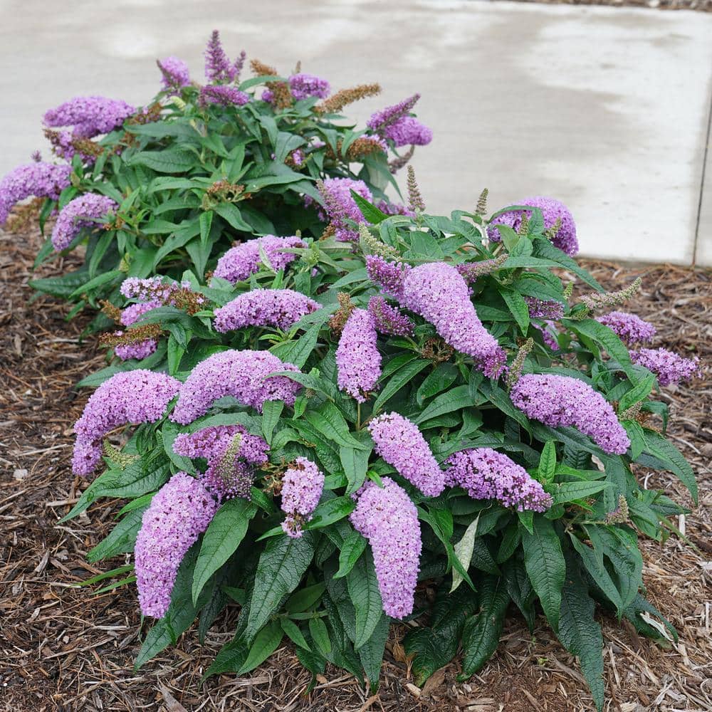 Compact Pugster Amethyst Buddleia 2-Gal Purple Butterfly Bush