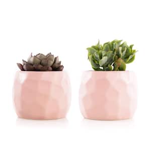 2.5 in. Assorted Succulent Set in Pink Geometric Pot (2-Pack)