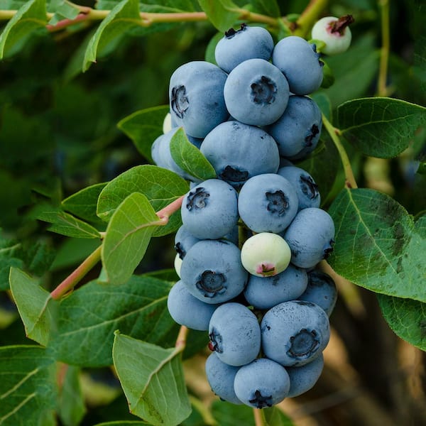 Order Family Tree Farms Organic Jumbo Blueberries