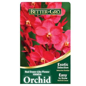 4 in. Orchid Red Vanda Packaged Plant Plastic Basket
