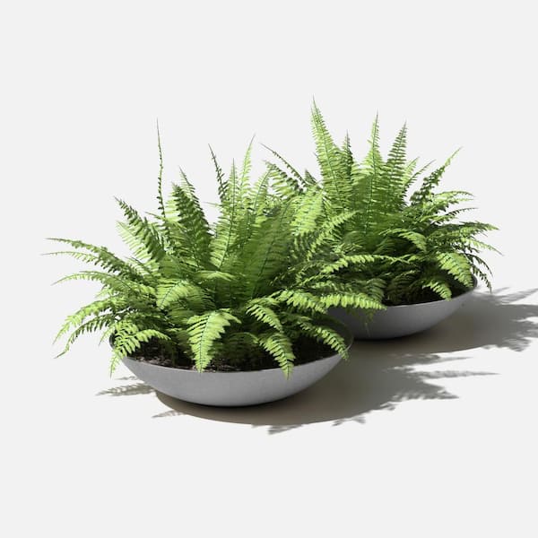 VALIEM willing plant BOWL-Ｌ VALIEM willing plant BOWL-L VALIEM willing plant BOWL-L