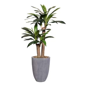 Vintage Home Artificial Faux Corn Plant 56'' High Fake Plant Real Touch with Stylish Plastic Planter
