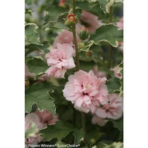 2 Gal. Sugar Tip Rose of Sharon (Hibiscus) Shrub with Clear Pink Double Flowers
