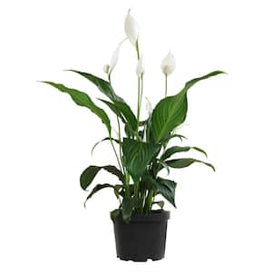 6 In. Peace Lily (SPATHIPHYLLUM) Live House Plant in Black Nursery Pot