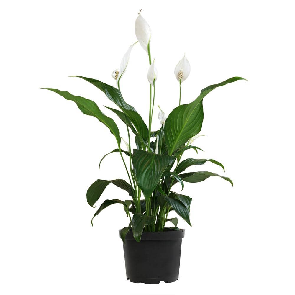 2 Gal. Peace Lily Spathiphyllum Plant with White Blooms in Grower