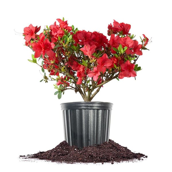 Unbranded Red Ruffles Azalea Shrub in 1 Gal. Grower's Pot