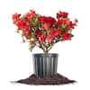 shrubs-hedges-thd00009-64.0