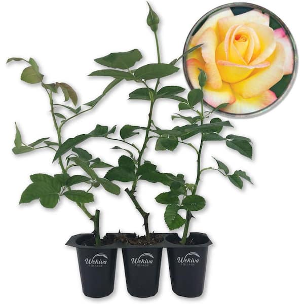 Wekiva Foliage Love and Peace Rose Bush-3 Live Starter Plants in 2 Inch  Pots-Beautifully Fragrant Heirloom Rose from Florida LoveAPea3x2 - The Home  Depot