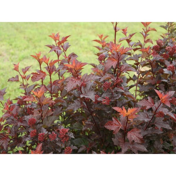 PROVEN WINNERS 4.5 in. qt. Ginger Wine Ninebark (Physocarpus) Live Shrub, White to Pink Flowers and Orange, Purple, and Red Foliage