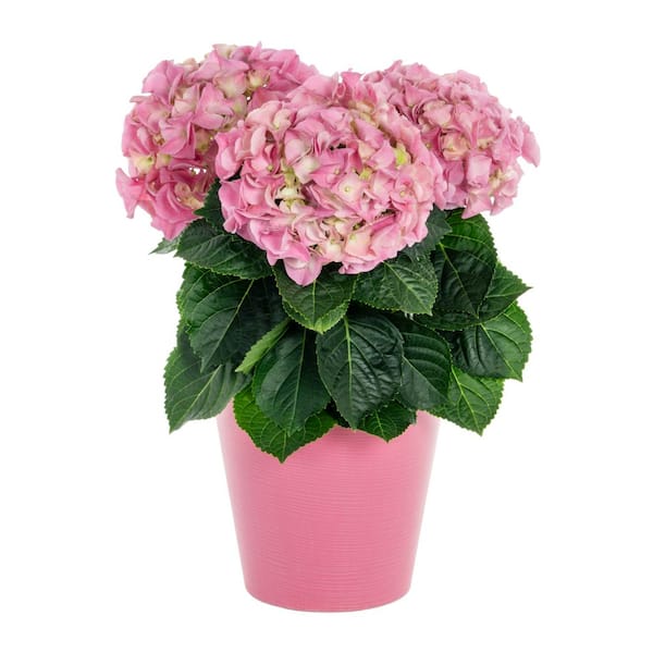 2 qt. Deco Planter Floral Hydrangea Pink Annual Plant