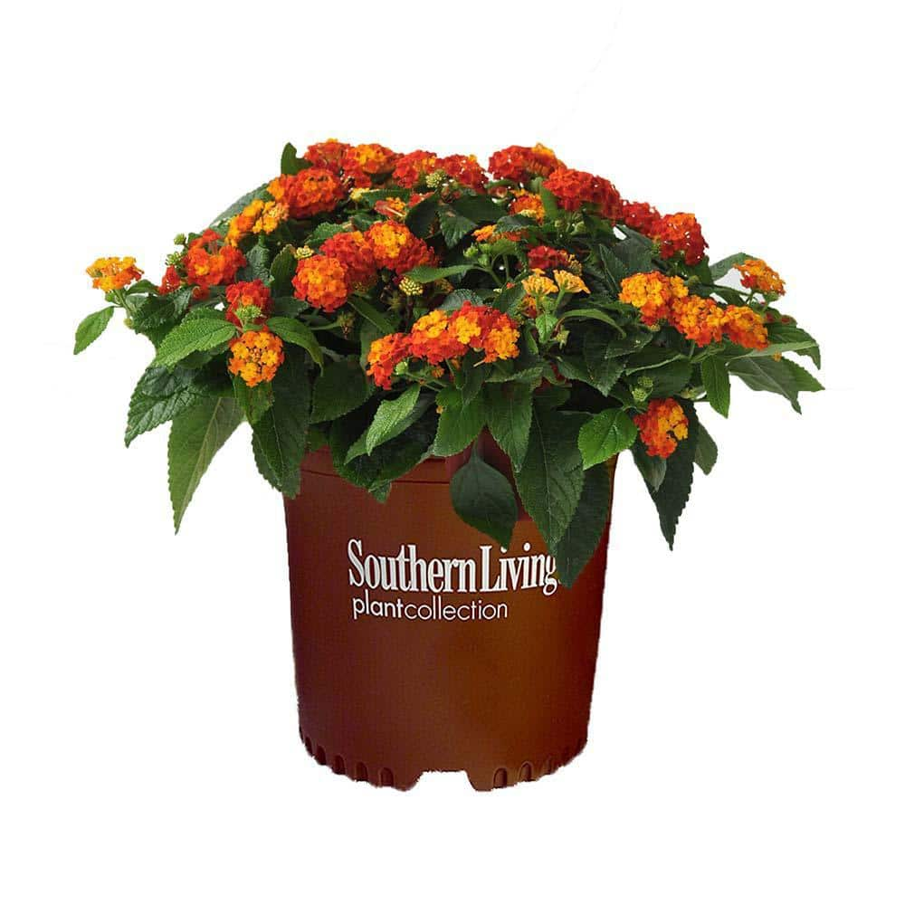 Southern Living 2.6 Qt. Red Little Lucky Lantana Plant With Red, Orange 