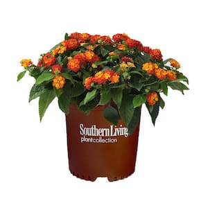 2.6 Qt. Red Little Lucky Lantana Plant with Red, Orange, and Yellow Blooms