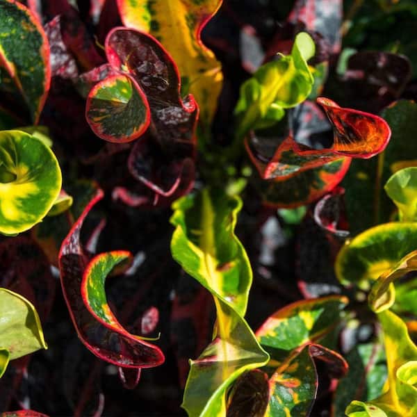Wekiva Foliage Croton Mammy-Live Plant in a 3 Gallon Pot-Codiaeum 'Mammy'-Beautiful  Clean Air Indoor Houseplant CroMam3gx1 - The Home Depot