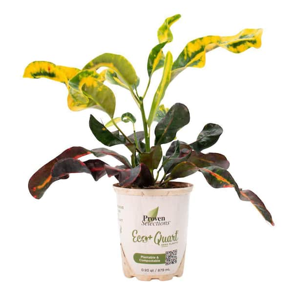 Proven Winners 4.5 in. Qt. Proven Selections Pop Art Jasper Rushfoil (Croton Variegatum) Live Annual Plant with Multicolor Foliage