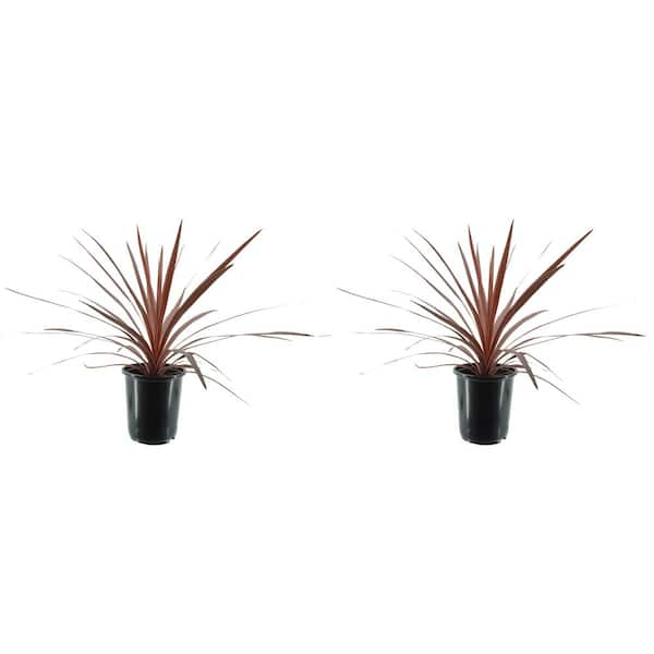 Annual Grass Cordyline australis Red Star 2.5 QT - (2-Pack) 1012 - The Home  Depot