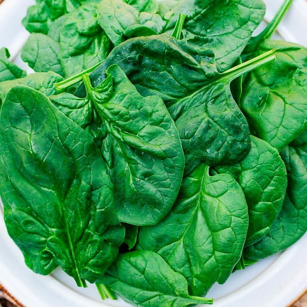 Gurney's Acadia Hybrid Spinach Seed Tape, Includes 2 Seed Tapes Each 7.50 ft. L