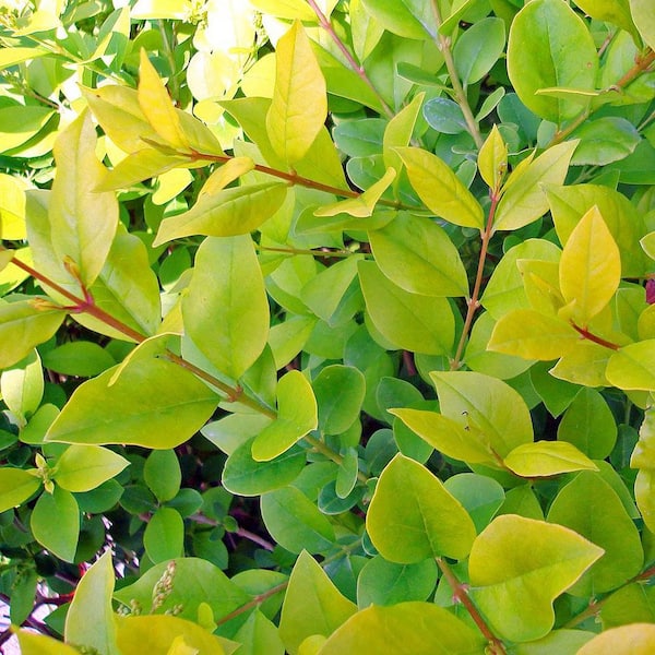 2.5 qt. Golden Vicaryi Privet Deciduous Live Shrub With Bright Yellow  Foliage and White Flowers 1-Each O524001 - The Home Depot