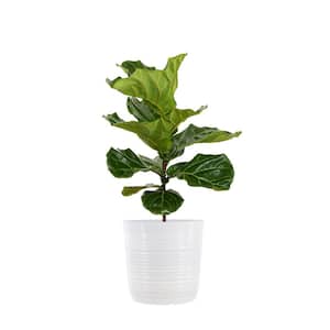 Ficus Lyrata Standard in 10 White Decor Pot