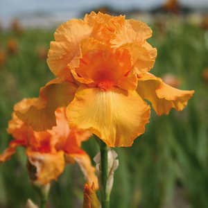 Bearded Iris Bulbs Firebreather (Set of 3 Roots)