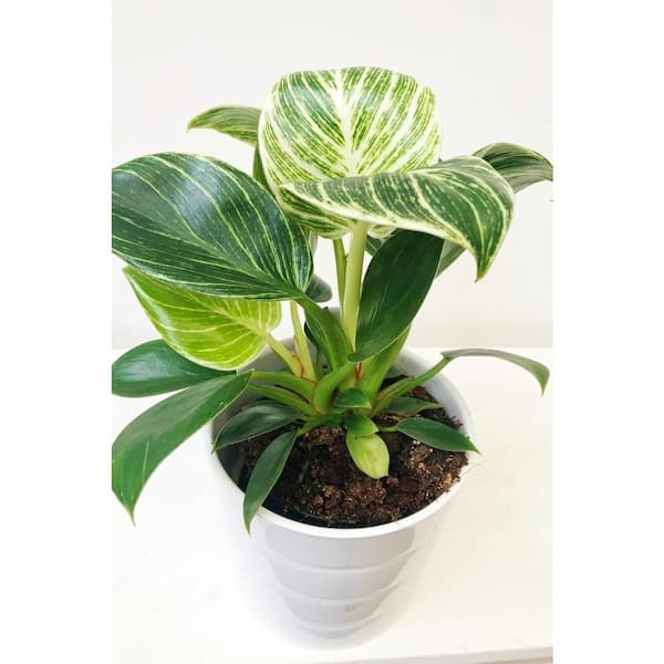 Wekiva Foliage Birkin Philodendron-White Measure-4 Live Plants in 2 in. Pots-Philodendron Hybrid-Houseplant
