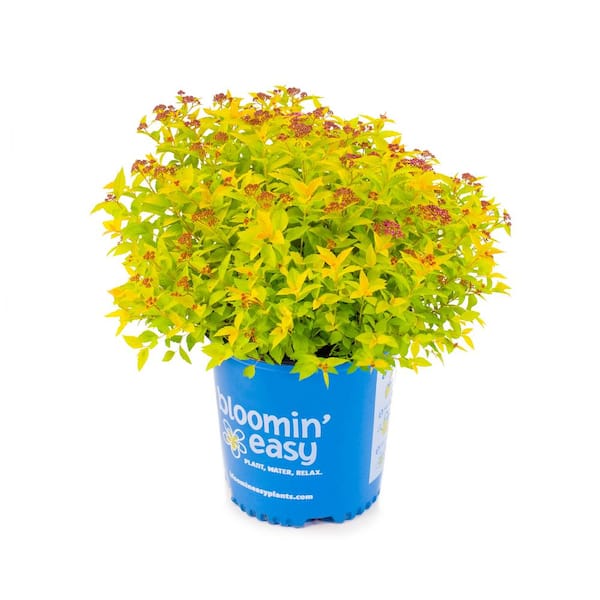 BLOOMIN' EASY 2 Gal. Pineapple Poprocks Spirea (Spiraea) Live Shrub, Vibrant Pink Flowers