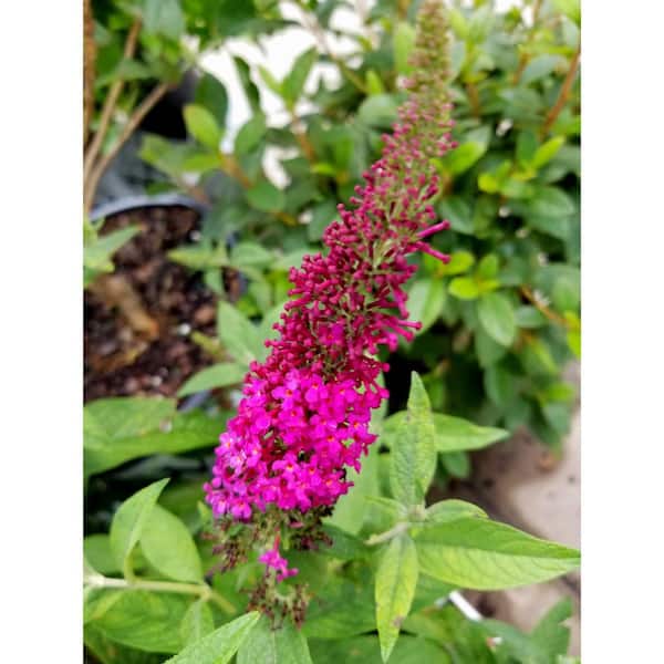 PROVEN WINNERS 3 Gal. Miss Molly Butterfly Bush (Buddleia) Live Shrub with Deep Pink Flowers