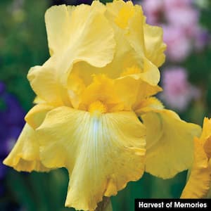 Harvest of Memories Reblooming Iris Yellow Flowers Live Bareroot Plant