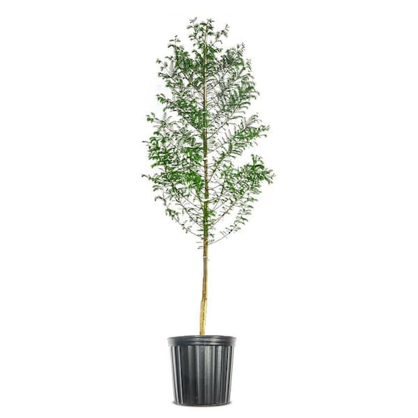 Live Bald Cypress 3 Gal. Tree in Grower's Pot