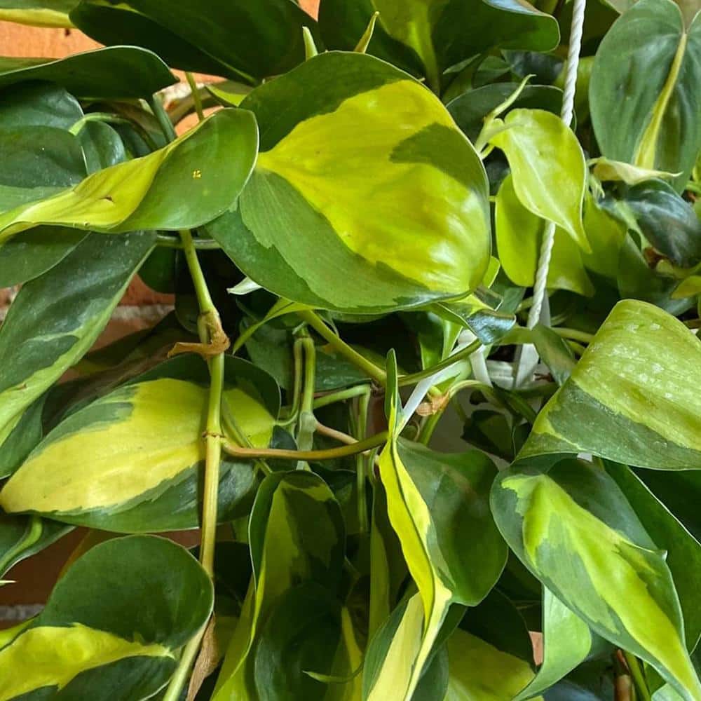 Philodendron Brasil Large Green and Lime Variegated Hanging Basket