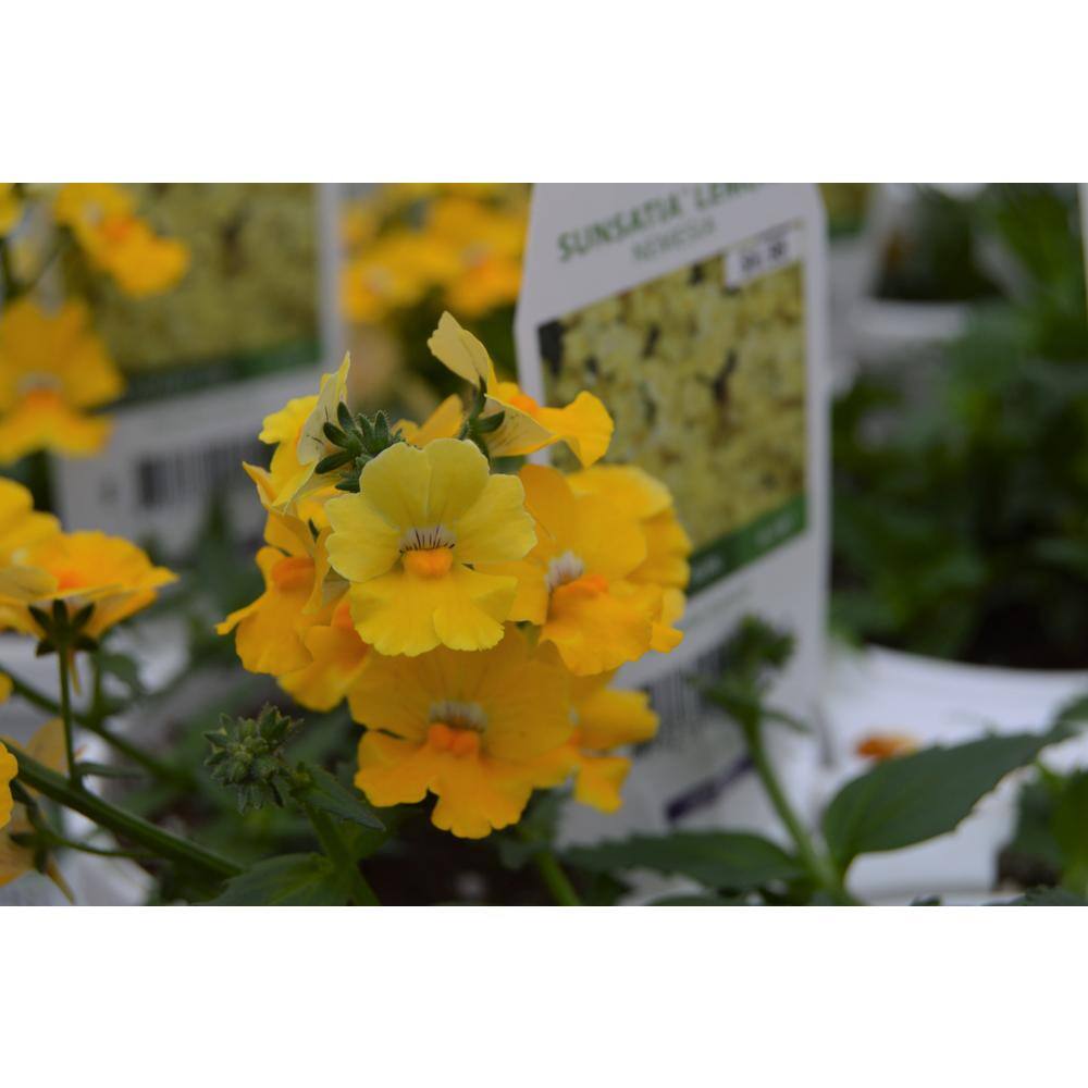 PROVEN WINNERS 1 Qt. Sunsatia Lemon Nemesia Plant 001845 The Home Depot