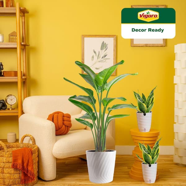 10 in. White Bird of Paradise and (2) 6 in. Sansevieria Snake Plant in White Decor Planter, (3 Pack)