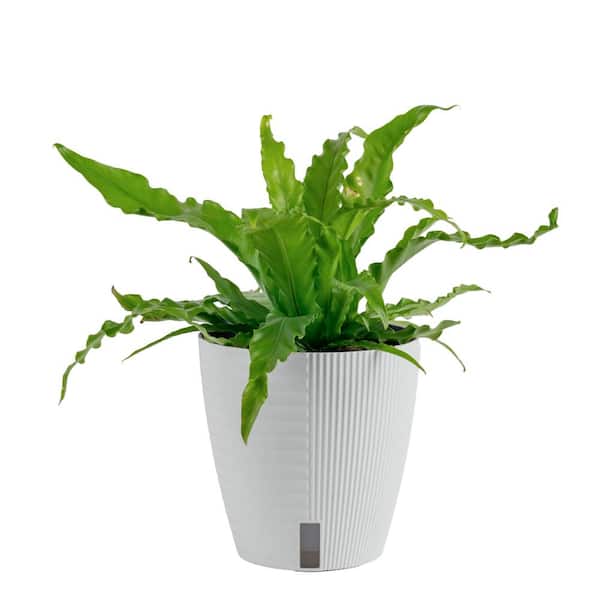 Costa Farms Bird's Nest Fern Indoor Plant in 6 in. Self-Watering Decor Pot, Avg. Shipping Height 1-2 ft. Tall