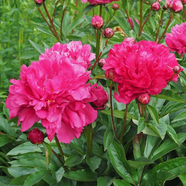 national PLANT NETWORK Bareroot Paeonia Felix Crouse Peony