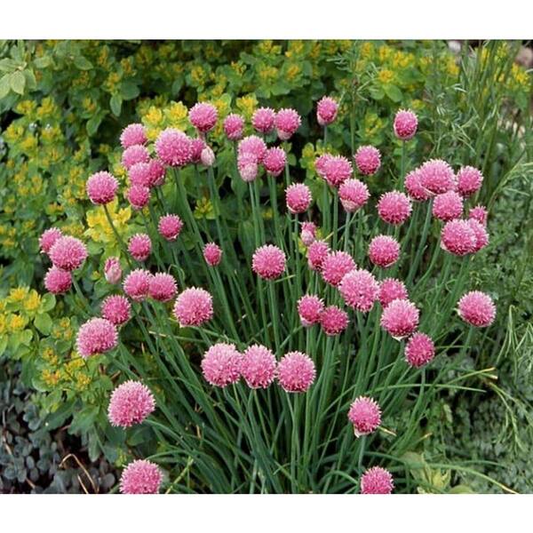 PROVEN WINNERS Medium Chives, Live Plant, Herb, 4.25 in. Grande